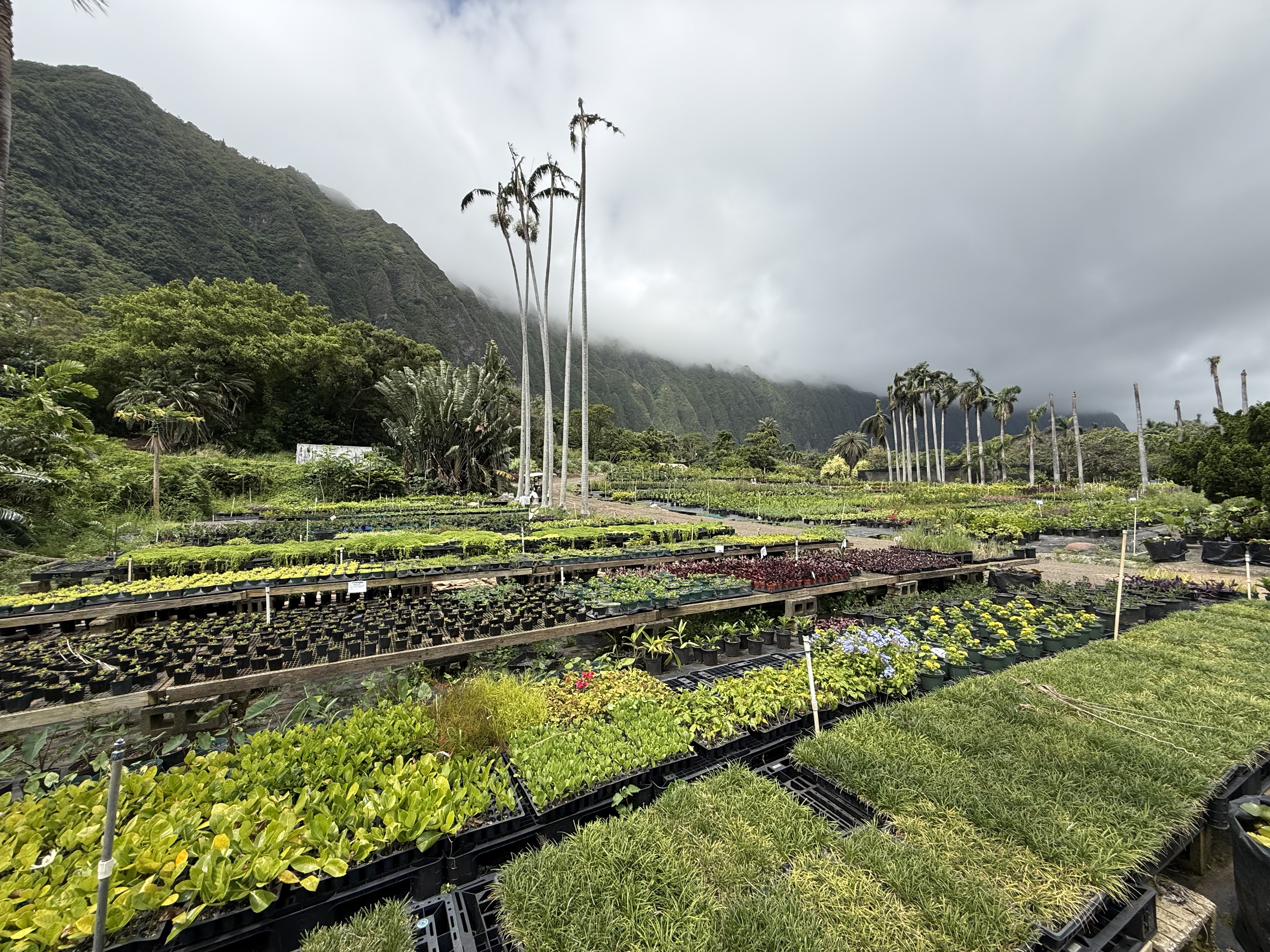 a ‎⁨Waimānalo⁩ Nursery
